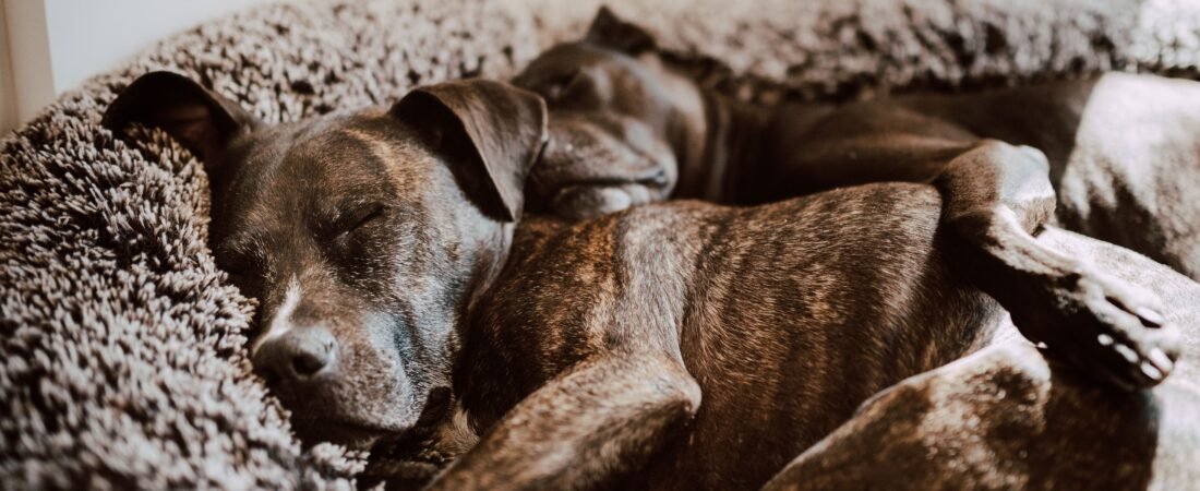 How to Protect a Dog Bed From Urine: A Washable Layering System for Senior Dogs
