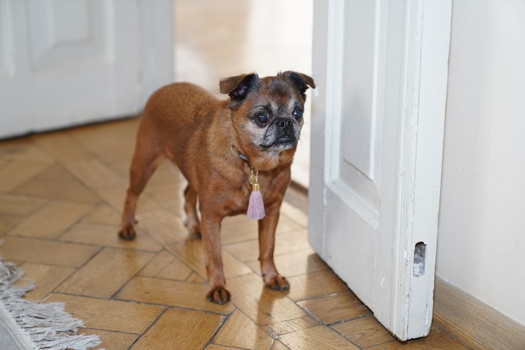 A dog standing next to the entryway