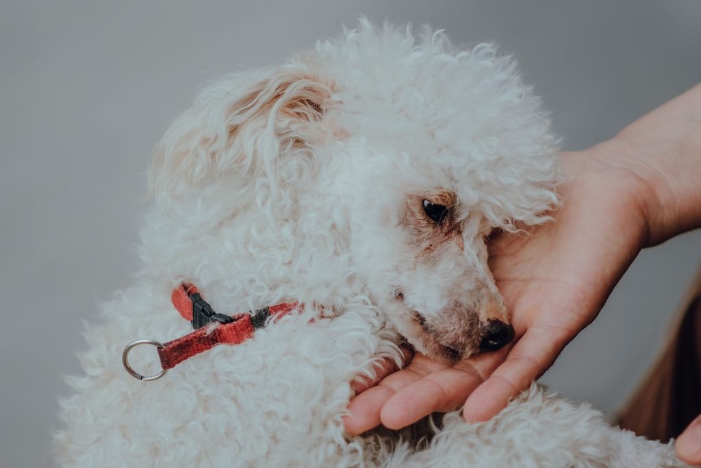 A white fluffy dog resting its head on the owner hand