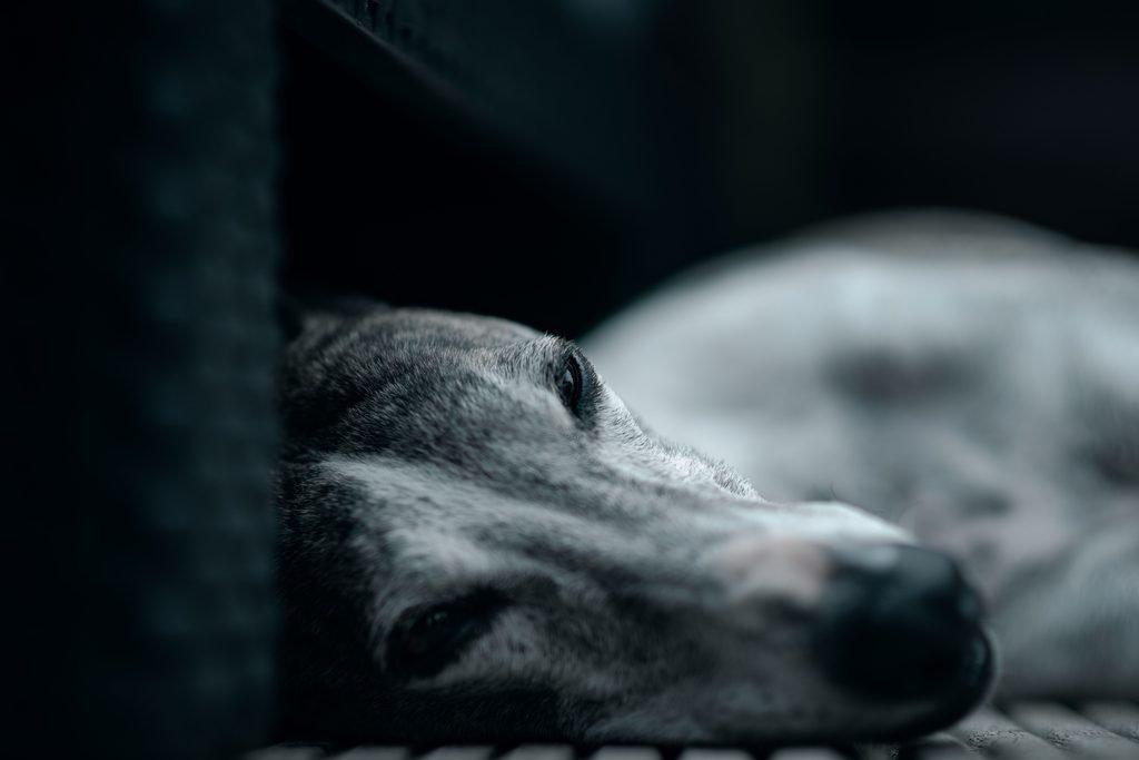Check Your Dog's Paws and Fur After an Accident