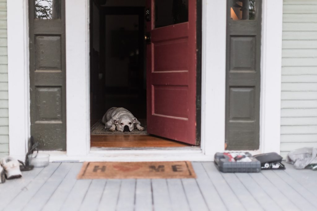 A tired dog lying in entryway