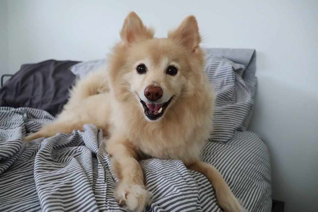 A senior dog lying on family bed