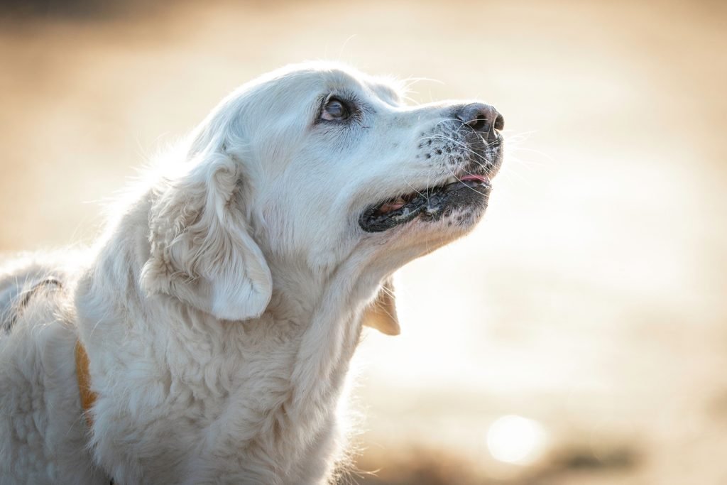Senior Dog does not want to be groom