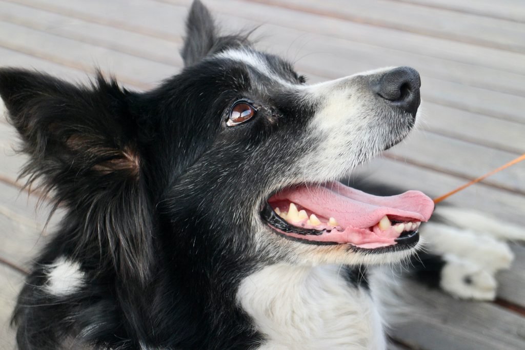 Senior dog listening to owner voice