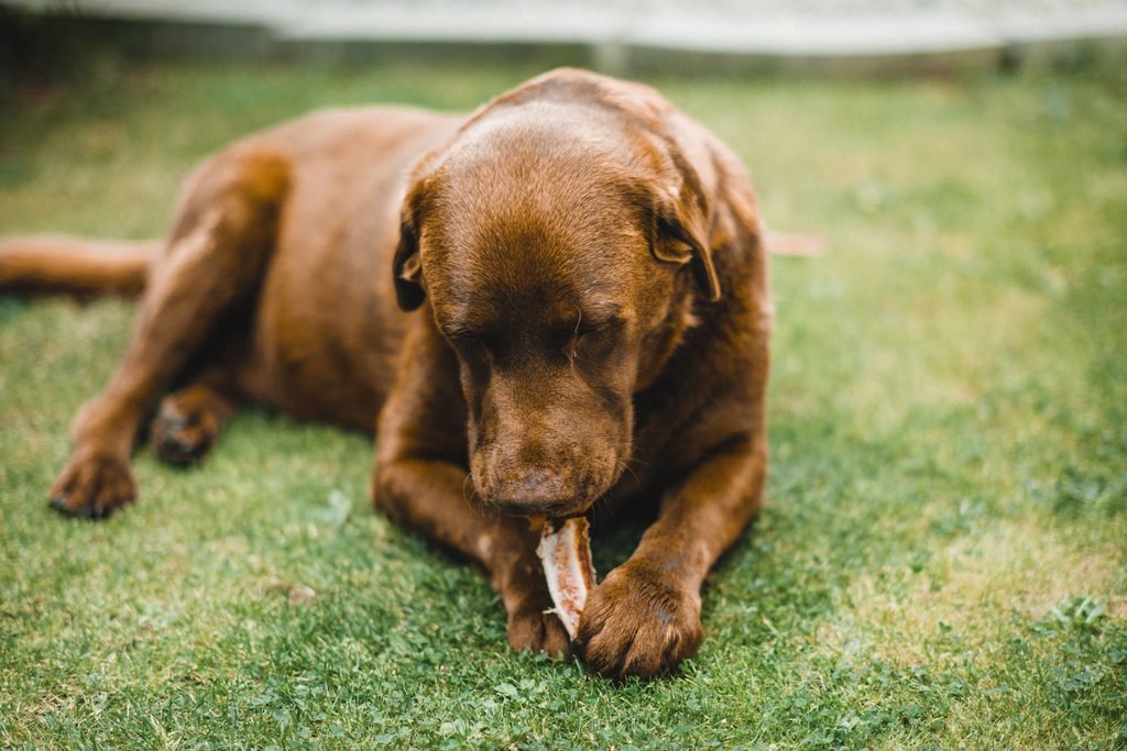 Puppy lying on green grass trying to chew a bone