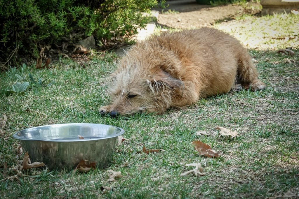 Senor Dog next to water bowl