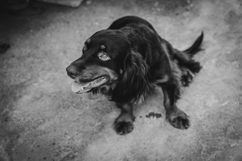 Black and white photo of a dog outdoor