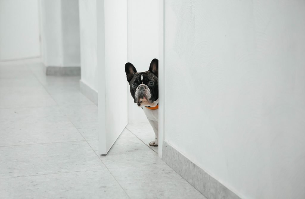 Senior dog in doorway