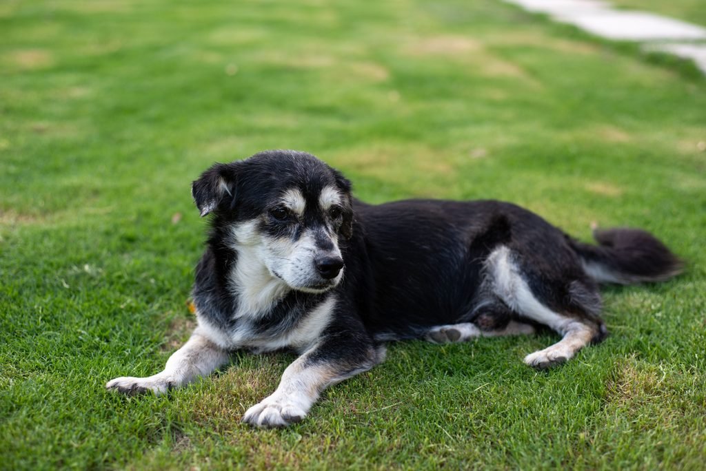 Senior Dog lying in grass outdoor