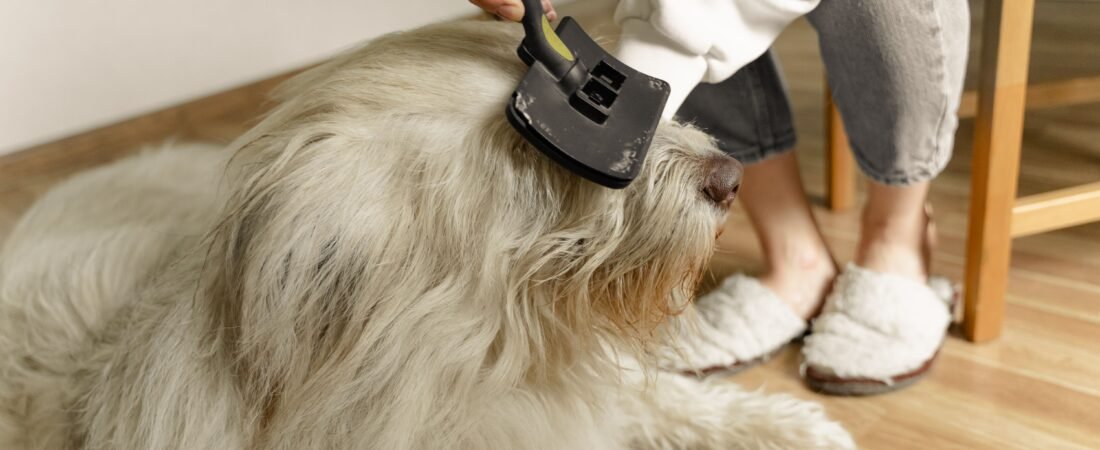 How to Groom an Old Dog Who Can’t Stand for Long: A Comfort-First Routine
