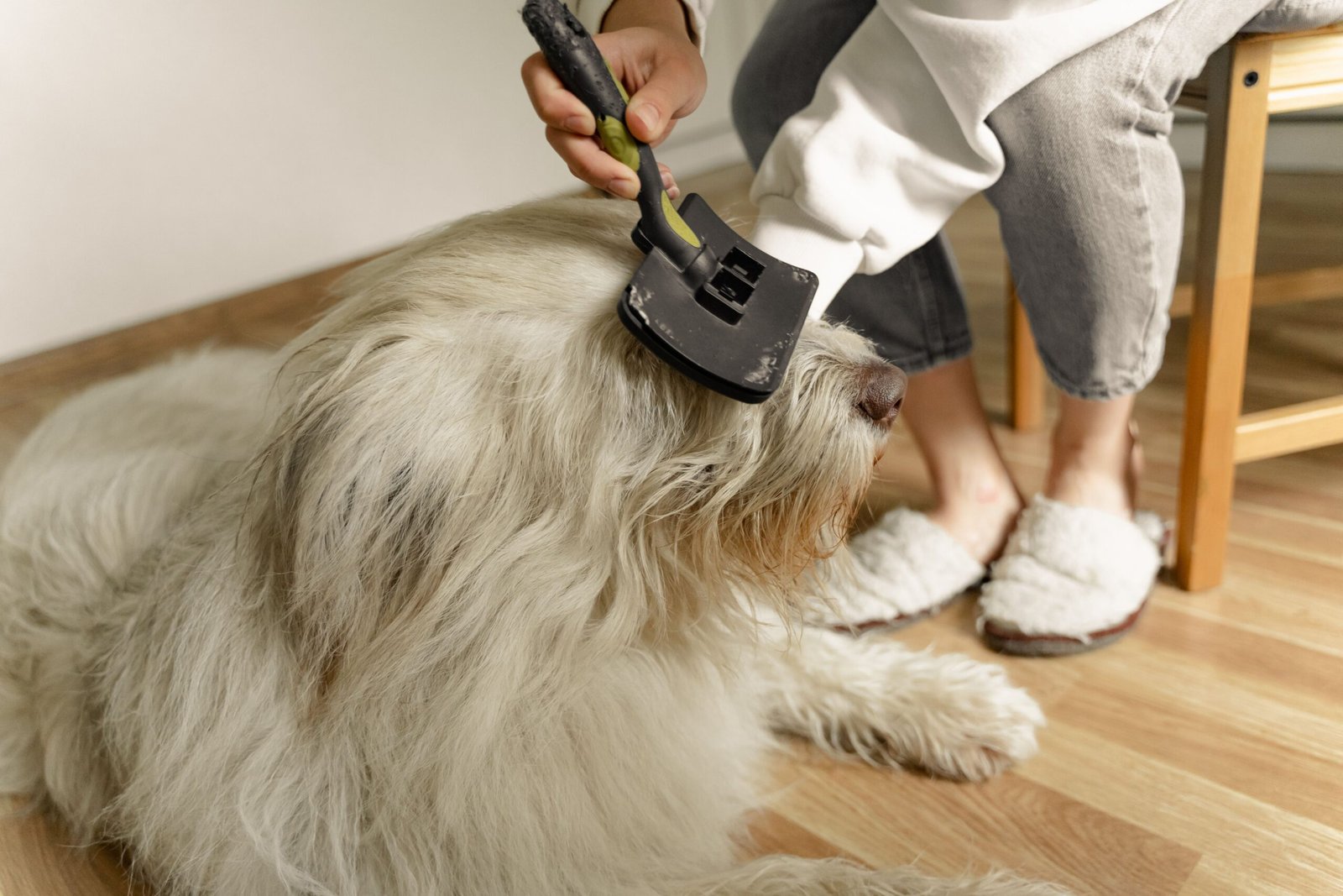 How to Groom an Old Dog Who Can’t Stand for Long: A Comfort-First Routine