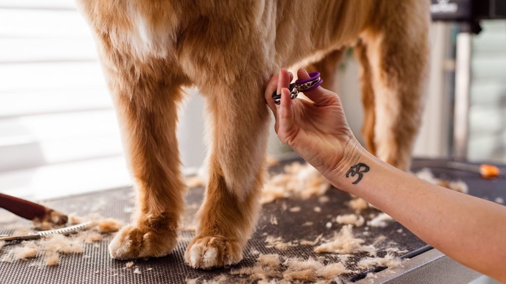 Senior Dog grooming bits by bits