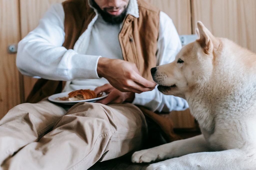 A senior dog been handfed 