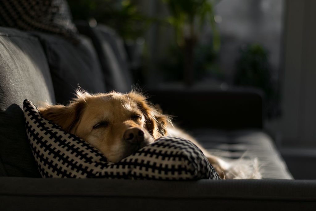 Keep a Senior Dog Nighttime Accident Log