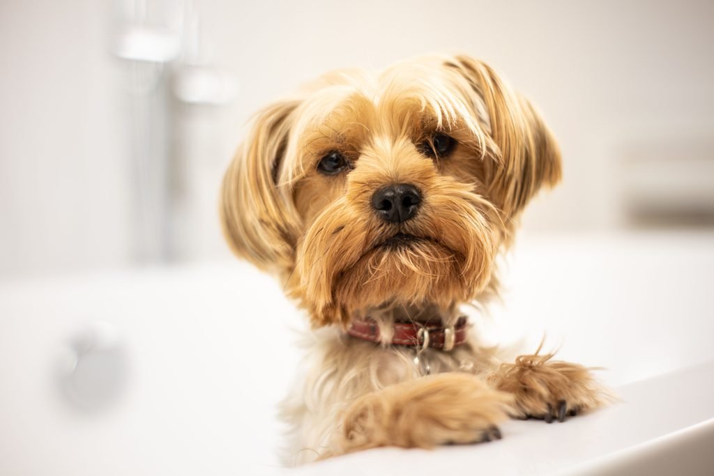 check dog fur after bath