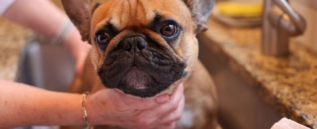 How to Keep an Incontinent Senior Dog Clean Between Baths