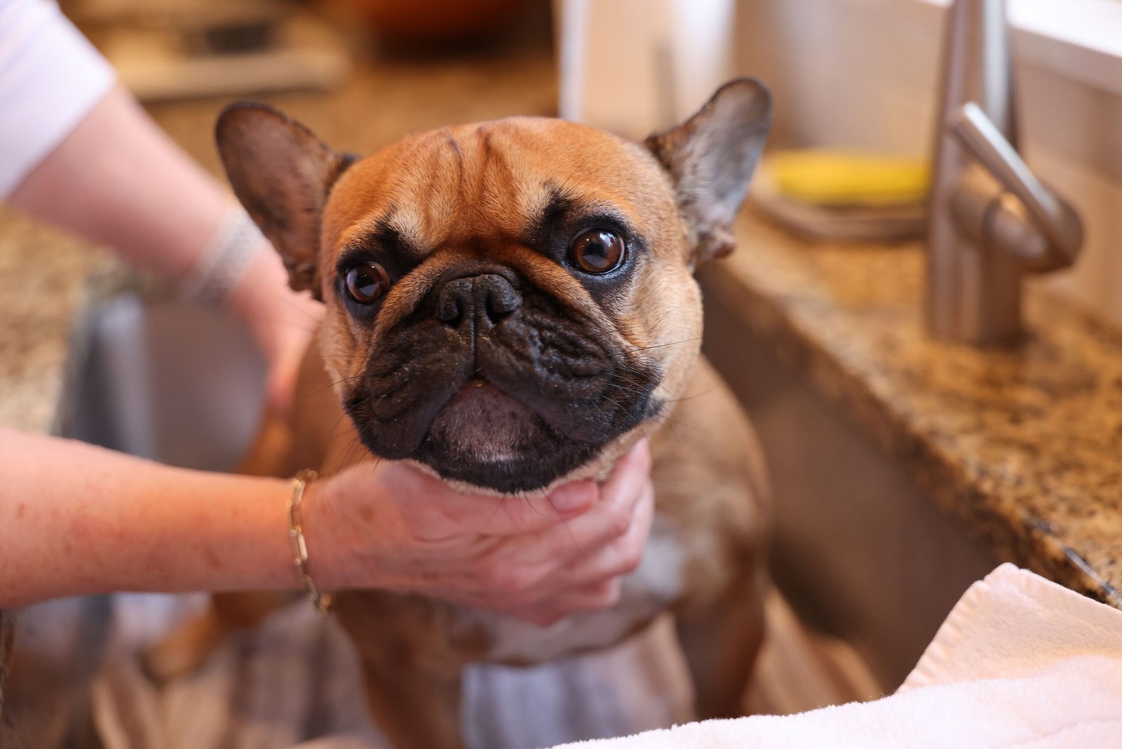 How to Keep an Incontinent Senior Dog Clean Between Baths