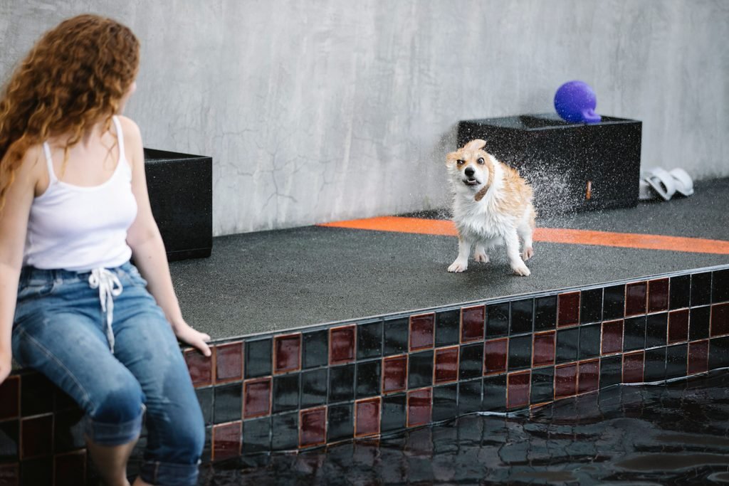 A dog shaking outdoor