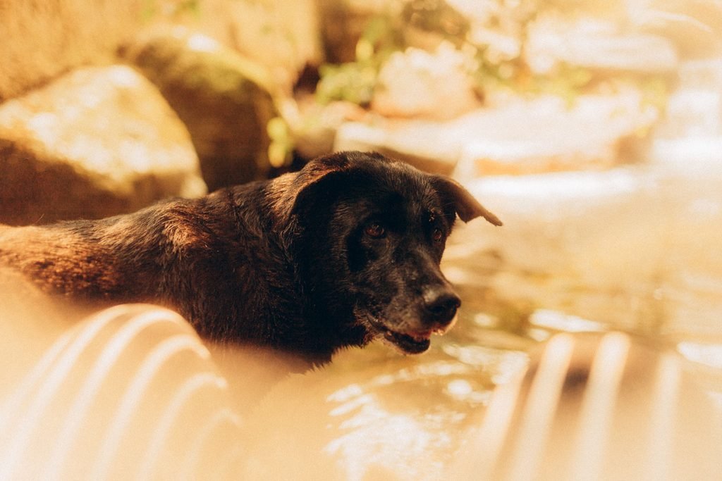 Senior dog enjoying sunlight. keep grooming session short.