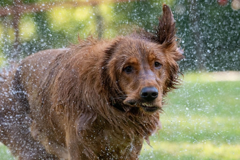 A dog shaking on grass