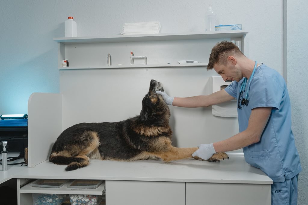 senior dog at the vet