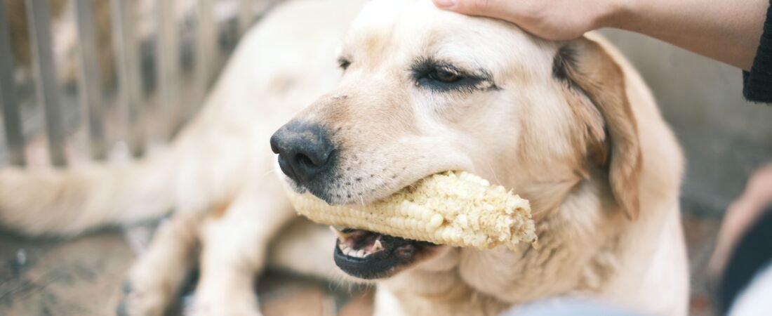 Senior Dog’s Back Legs Sliding While Eating? How to Make Mealtimes Safer