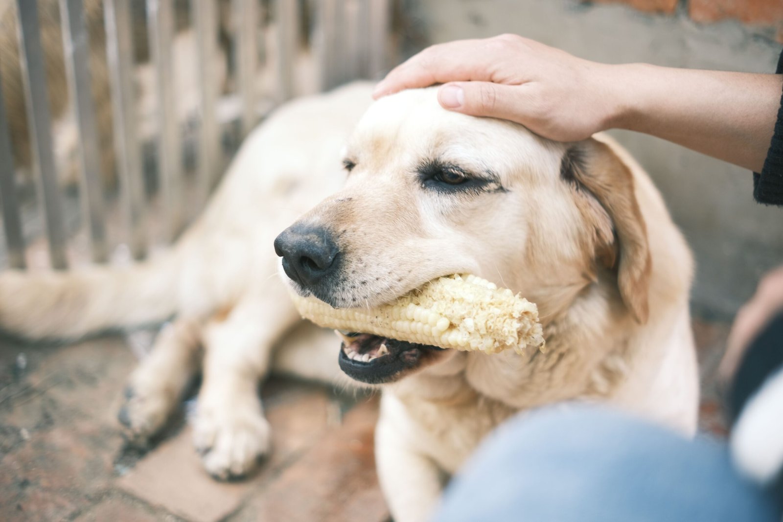 Senior Dog’s Back Legs Sliding While Eating? How to Make Mealtimes Safer