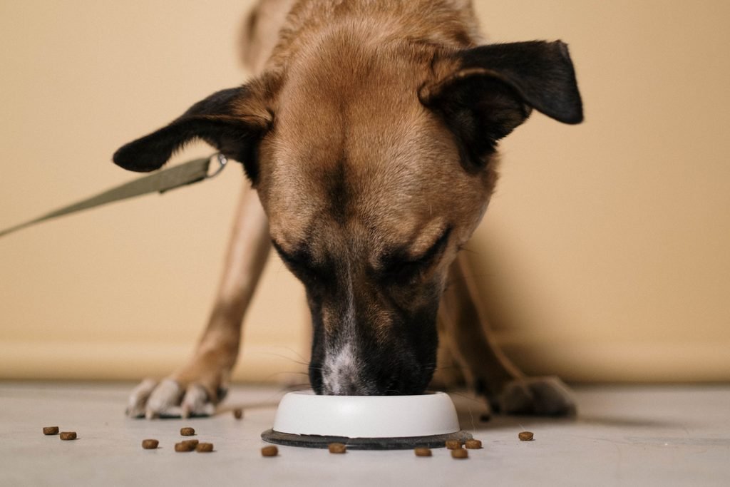 Senior dog standing to eat