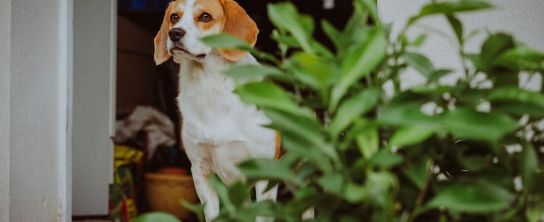 Senior Dog Can’t Back Up Anymore? What to Check and How to Help