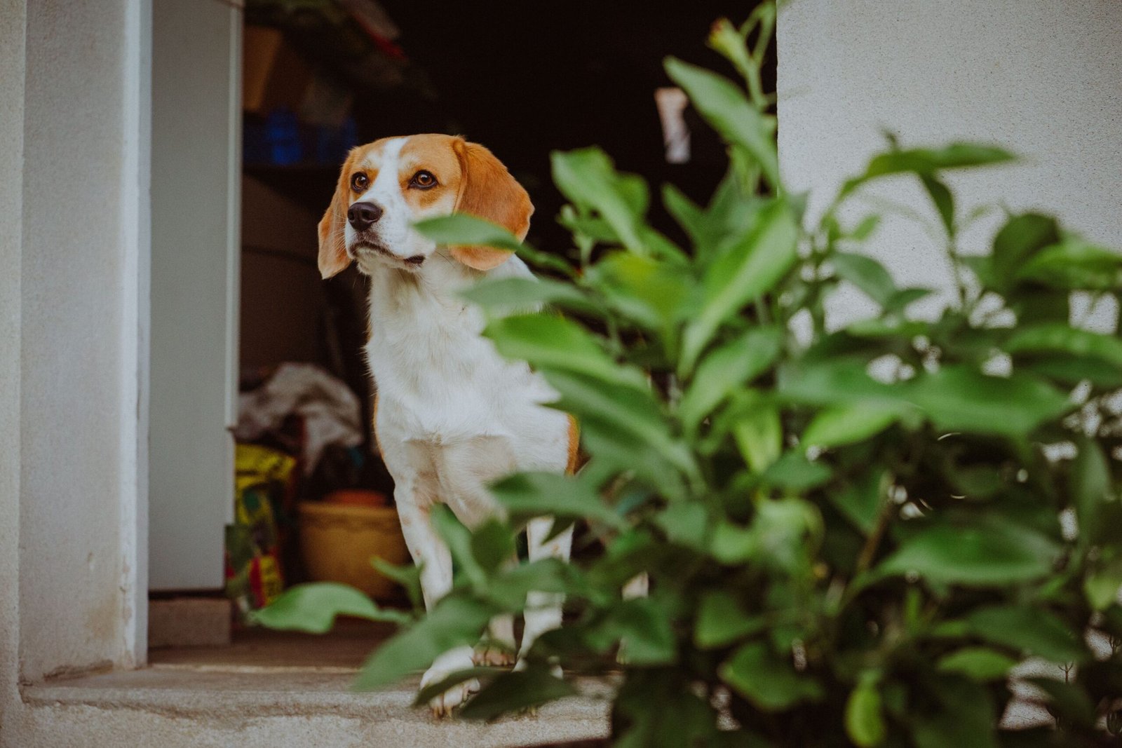 Senior Dog Can’t Back Up Anymore? What to Check and How to Help