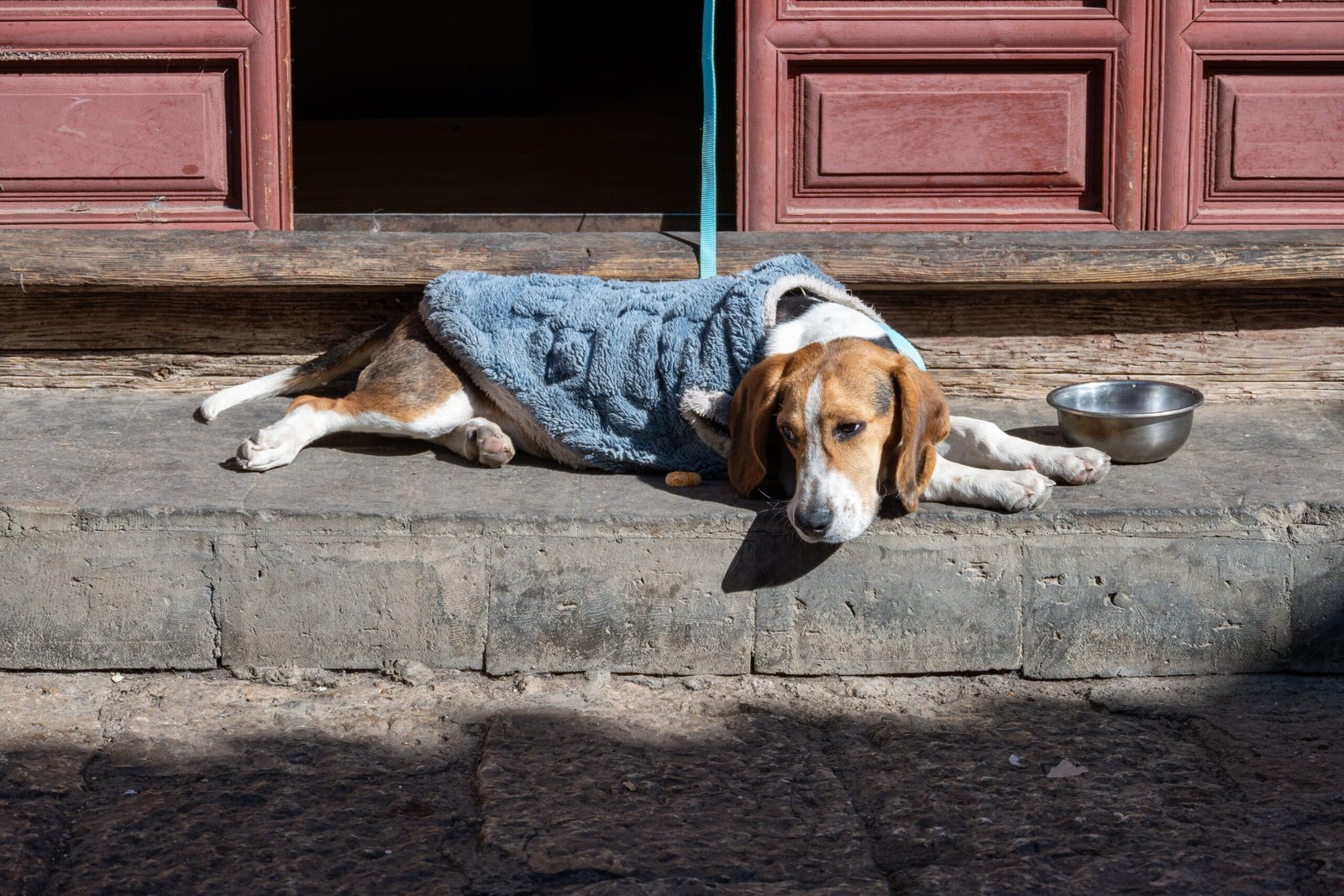 Senior Dog Can’t Find the Water Bowl Anymore? What to Check