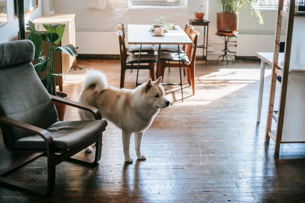 A dog standing in living room