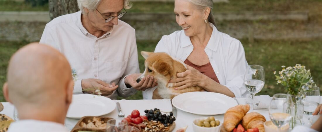 Senior Dog Only Eats When You Sit With Them? What to Check