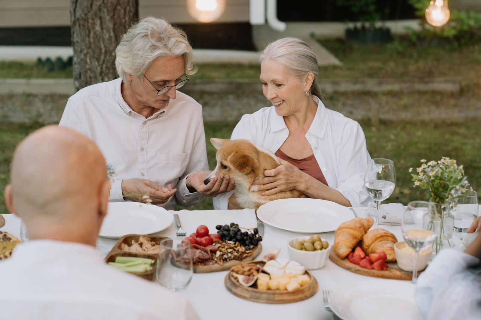 Senior Dog Only Eats When You Sit With Them? What to Check