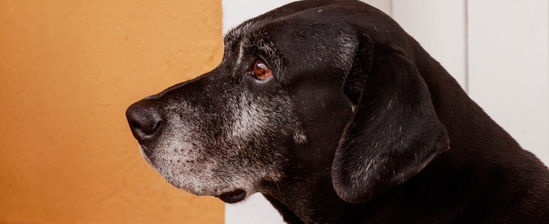 Senior Dog Falls Over When Peeing? How to Make Potty Trips Safer