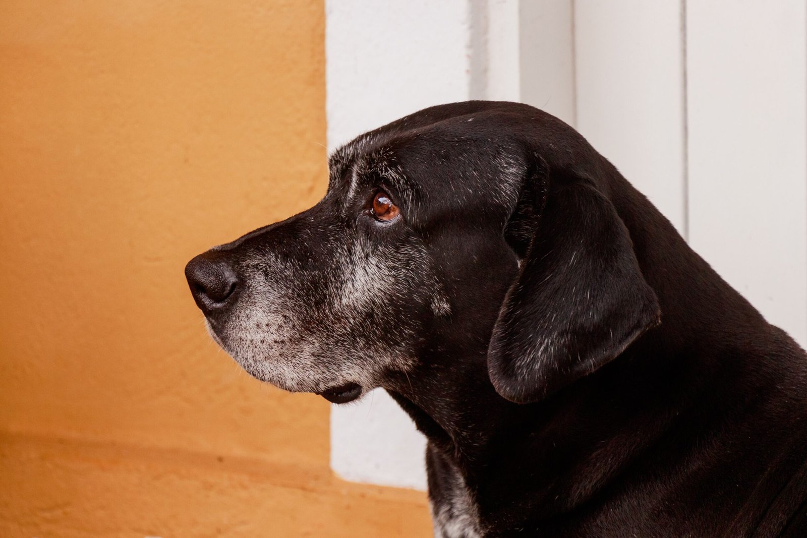 Senior Dog Falls Over When Peeing? How to Make Potty Trips Safer