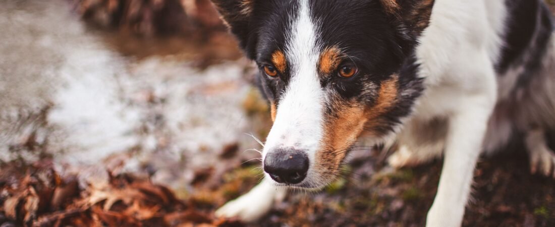 Senior Dog Falls Over When Pooping? How to Make Toilet Trips Safer