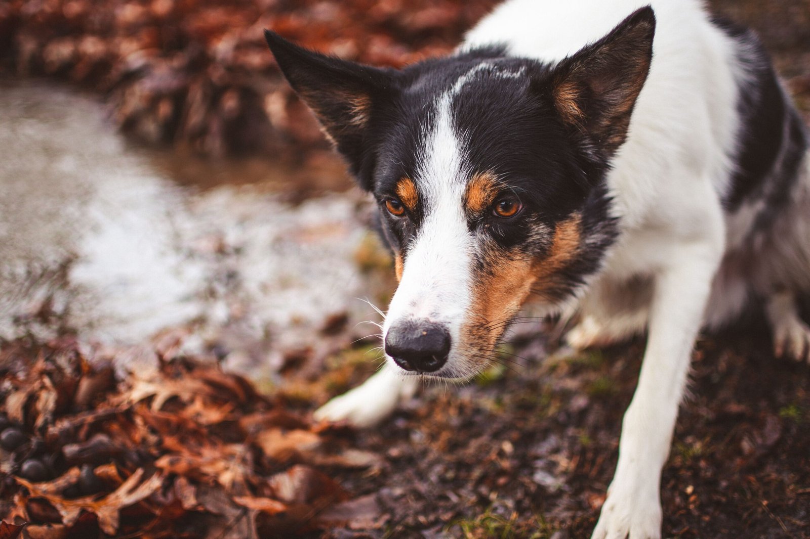 Senior Dog Falls Over When Pooping? How to Make Toilet Trips Safer