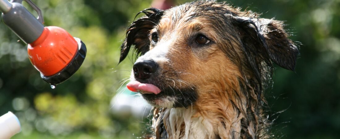 Senior Dog Suddenly Hates Grooming? What May Have Changed
