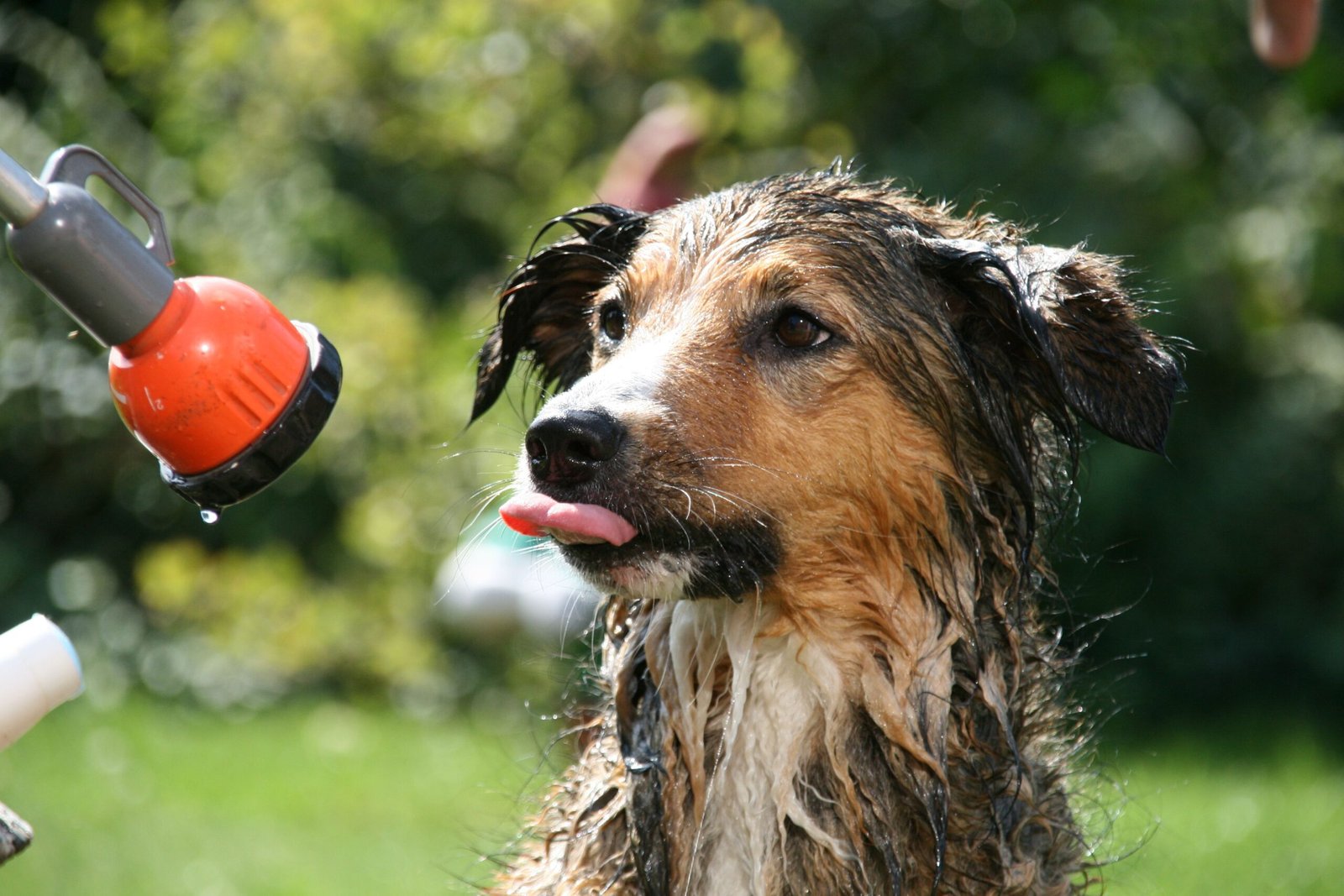 Senior Dog Suddenly Hates Grooming? What May Have Changed