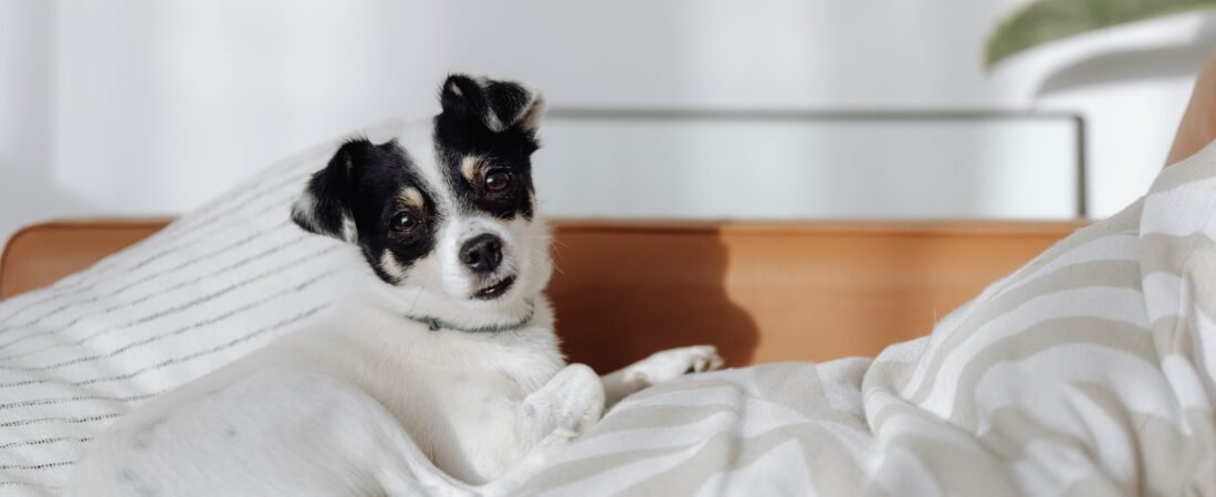 Senior Dog Sinks into Their Bed and Struggles to Get Up? 7 Ways to Make It Easier