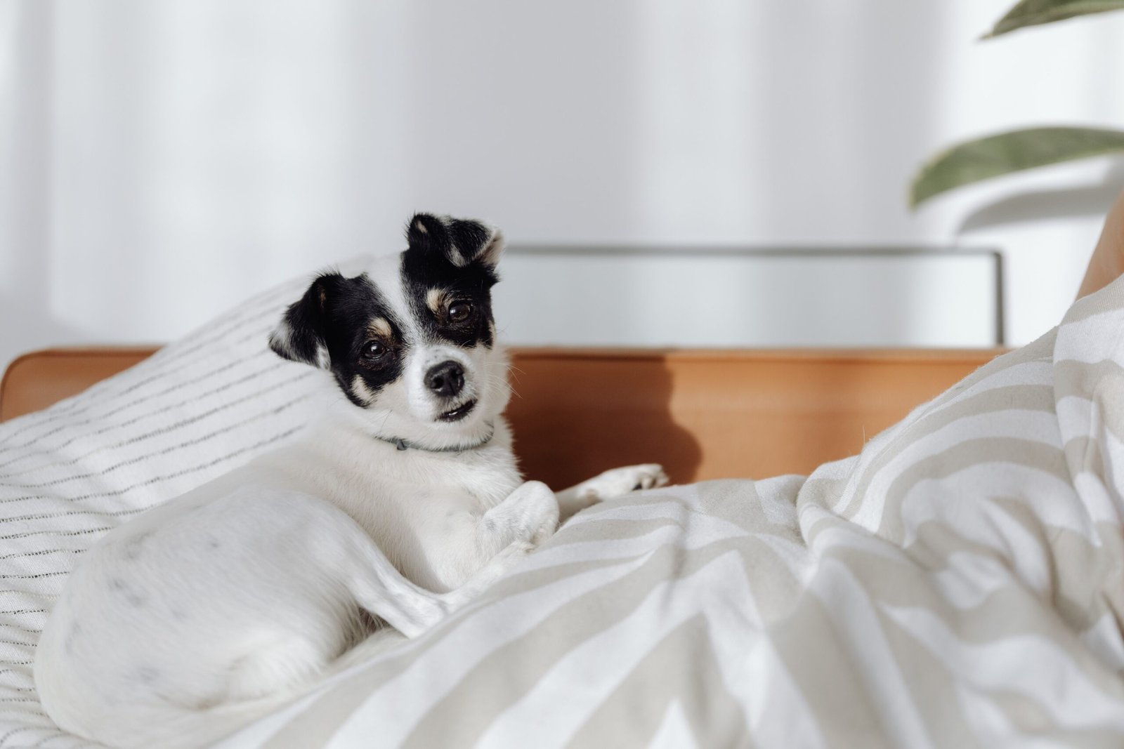 Senior Dog Sinks into Their Bed and Struggles to Get Up? 7 Ways to Make It Easier