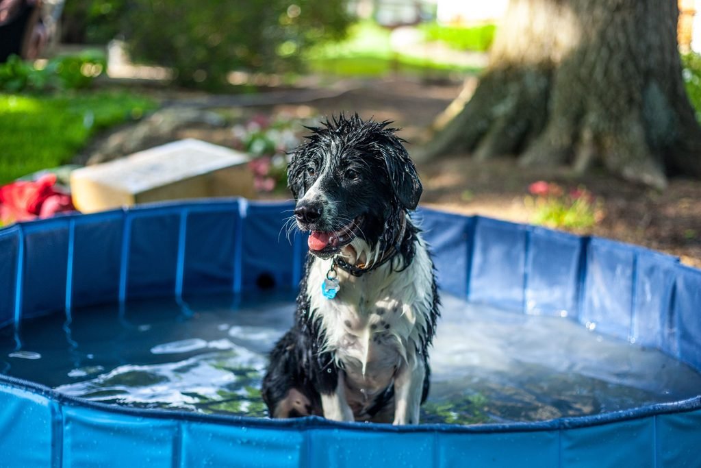 senior dog in outdoor bath