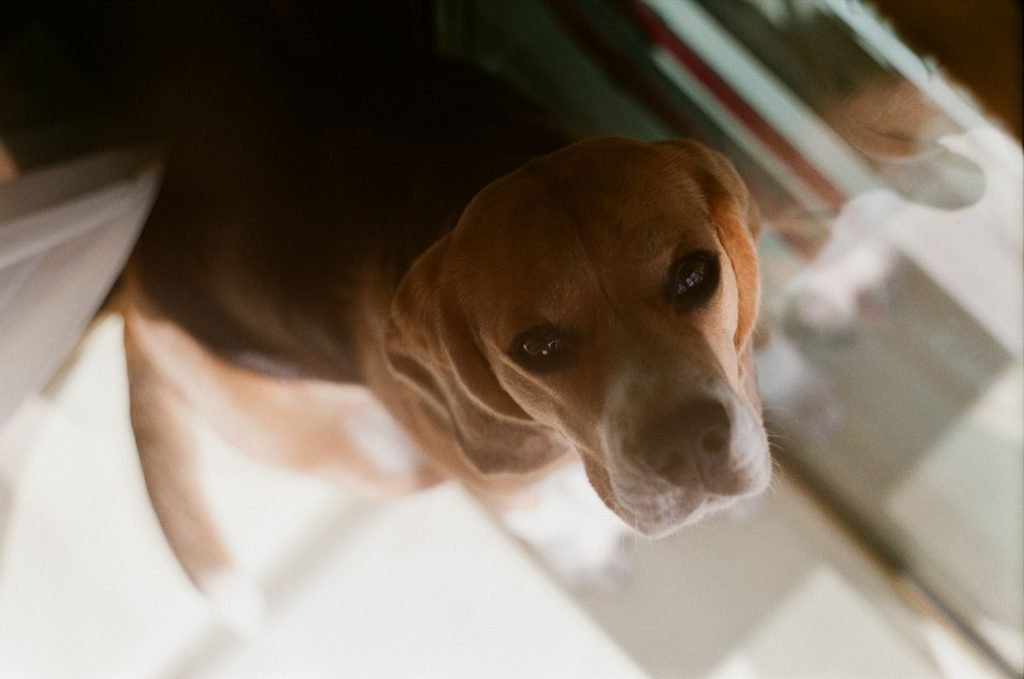 Beagle looking upwards