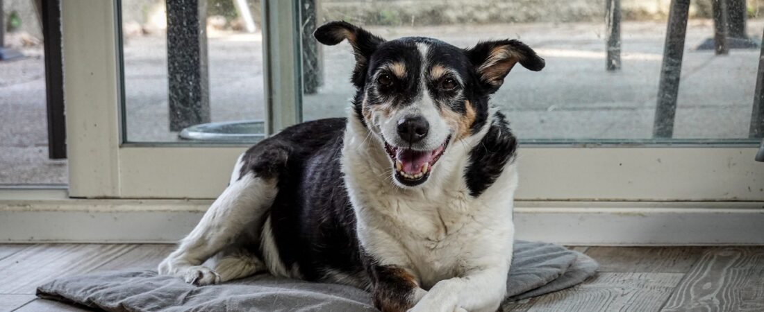 Senior Dog Can’t Use the Dog Door Anymore? 10 Ways to Make It Easier