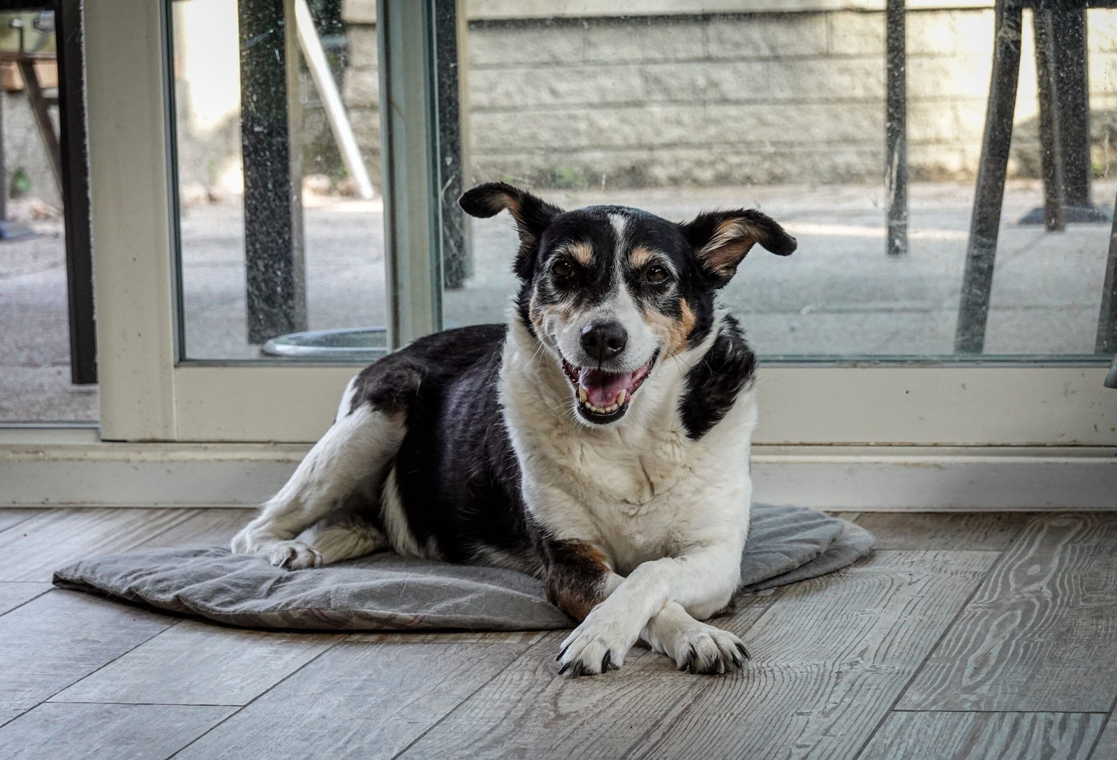 Senior Dog Can’t Use the Dog Door Anymore? 10 Ways to Make It Easier