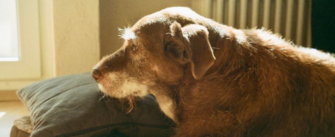Senior Dog Pooping in the House at Night? How to Manage the Mess and Keep Them Comfortable