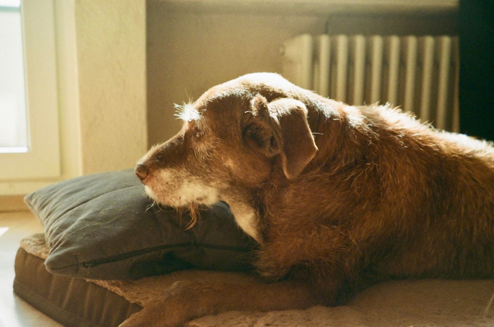 Senior Dog Pooping in the House at Night? How to Manage the Mess and Keep Them Comfortable