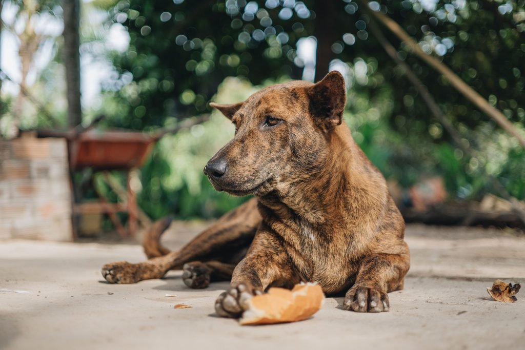 Change your senior dog eating position