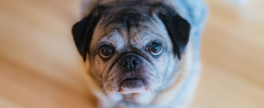 Senior Dog Falls Over When Shaking? How to Make Them Safer